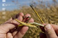 Rape outgrowth 3