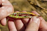 Rape outgrowth 5