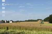 Raps Ernte 109