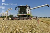 Hafer Ernte 2
