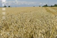 Hafer Ernte 3