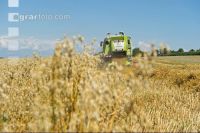 Hafer Ernte 5