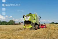 Hafer Ernte 6