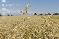 Hafer Ernte 8