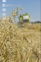 Hafer Ernte 11