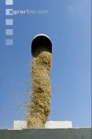 Hafer Ernte 14