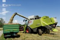 Hafer Ernte 17