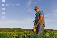 Sugar Beet 12