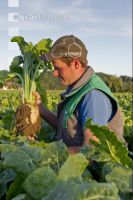 Sugar Beet 10