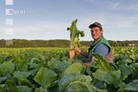 Sugar Beet 9