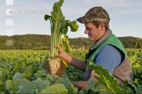 Sugar Beet 8