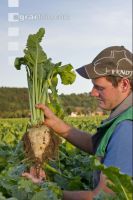 Sugar Beet 7