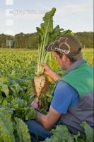 Sugar Beet 6