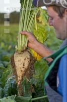 Sugar Beet 4