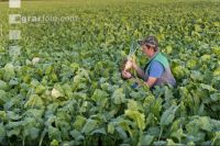 Sugar Beet 3