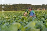 Sugar Beet 2