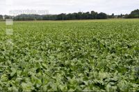 Sugar Beet 15