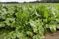 Sugar Beet 14