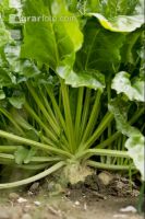 Sugar Beet 13