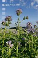 Phacelia blossom 2