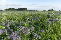 Phacelia blossom 3