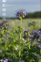 Phacelia blossom 6