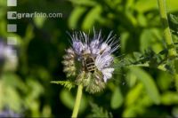 Phacelia blossom 7