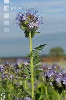 Phacelia blossom 8