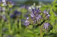 Phacelia blossom 9
