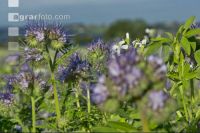 Phacelia blossom 10