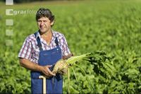 Beet root stadium 1