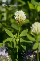 Weißklee Blüte 4