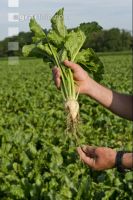 Beet rosette stage 1
