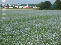 Flax blossom 3