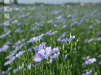 Flax blossom 2