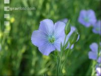Flax blossom 1