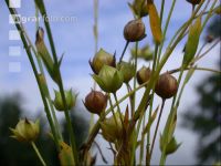 Flax ripe 3