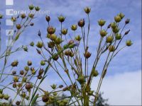 Flax ripe 2