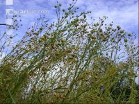 Flax ripe 1