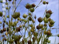 Flax ripe 5