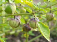 Tomatillo 1
