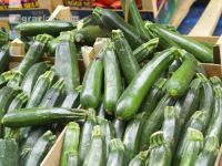 Zucchini 14