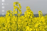 Raps Blüte 38