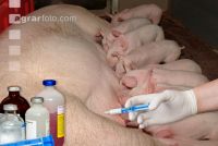 Zuchtsau Tierarztkosten 2