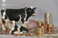 Finanzen Rinder 14