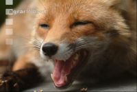 Rotfuchs 2
