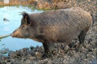 Wildschweine 7