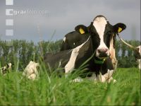 Holstein Ostfriesland