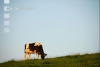 Holstein grasen