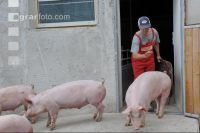 Schweine treiben 13